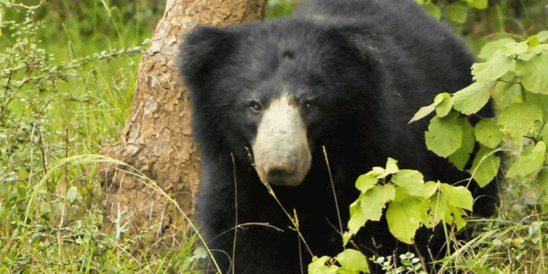 Yala National Park